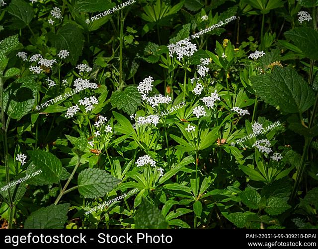 16 May 2022, Brandenburg, Pritzhagen: Woodruff blooms in a forest in the Märkische Schweiz Nature Park. On May 24, 1909, the first European national park was...