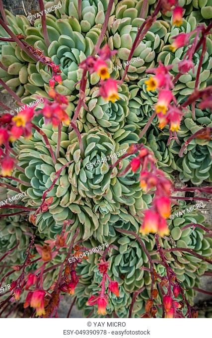 Closeup of an Aeonium succulent plant photographed in the tropical terraced gardens on the St Michaels Mount in Cornwall, UK