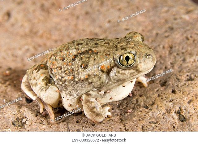 New Mexico spadefoot toad Spea multiplicata, toad sitting on a rock