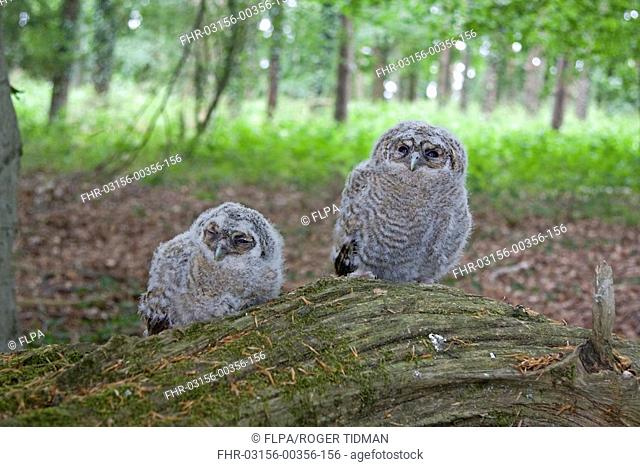 Tawny Owl Strix aluco two chicks, perched on log in woodland, England