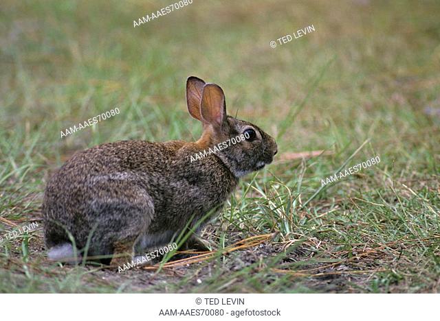 Marsh Rabbit Rabbit (Sylvilagus palustris) Corkscrew Swamp/FL, Florida aka Marsh hare, marsh rabbit
