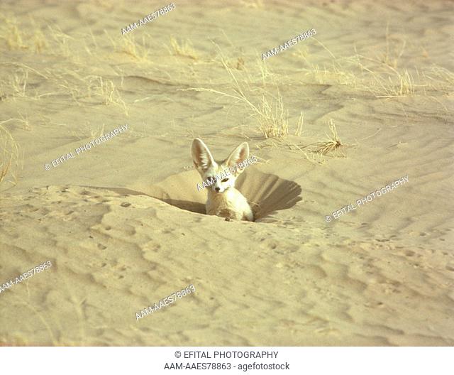 Fennec Fox adult in hole (Fennecus zerda) Sahara Niger Tenere