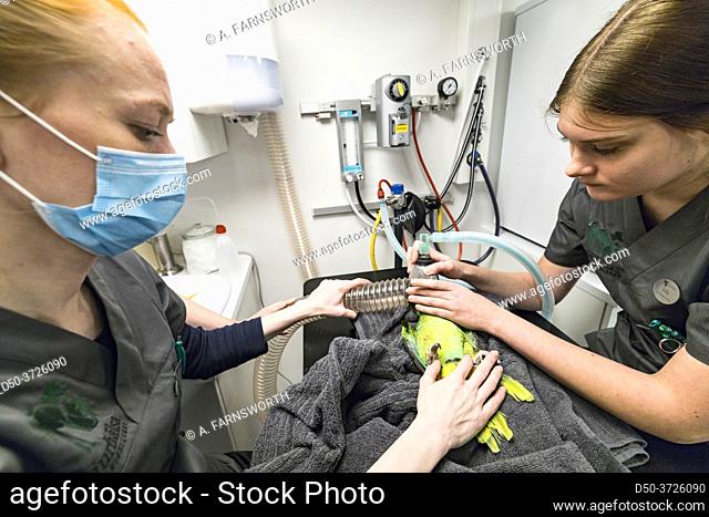 Stockholm, Sweden A green parrot gets examined by two vets in a veterinary office