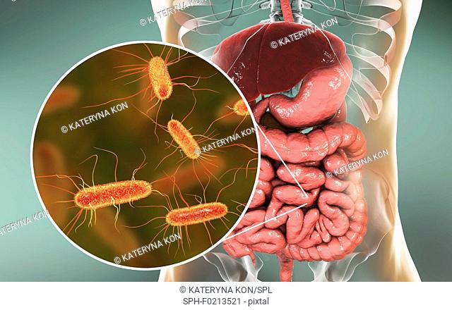 E. coli bacteria in human intestine, illustration