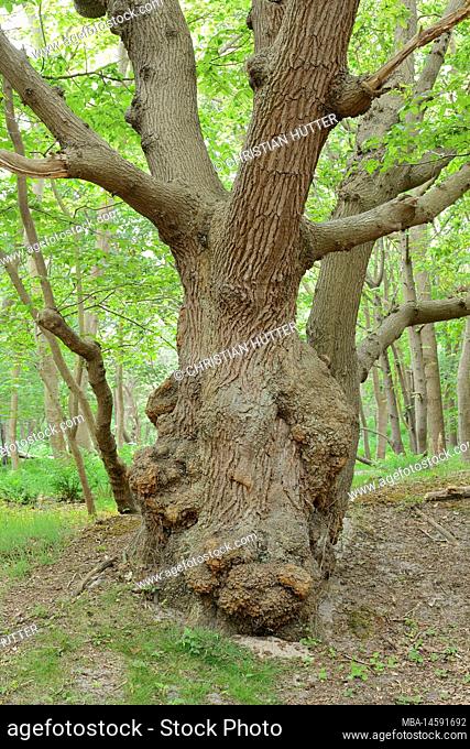 Pedunculate oak (Quercus robur, Quercus pedunculata), Zeeland, Netherlands