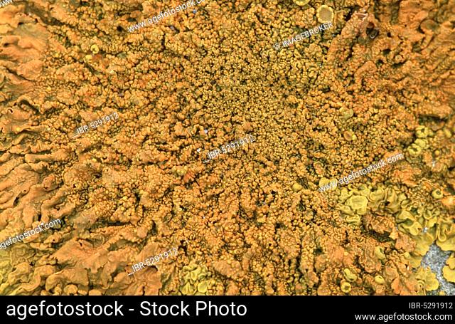 Lichen, Provence, Southern France (Caloplaca thallincola)