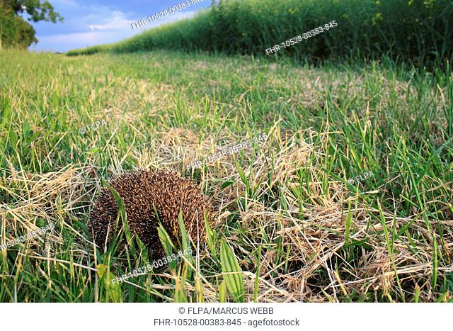 European Hedgehog Erinaceus europaeus adult, curled up in defensive ball, on headland set-a-side strip in arable farmland habitat, Bacton, Suffolk, England, may
