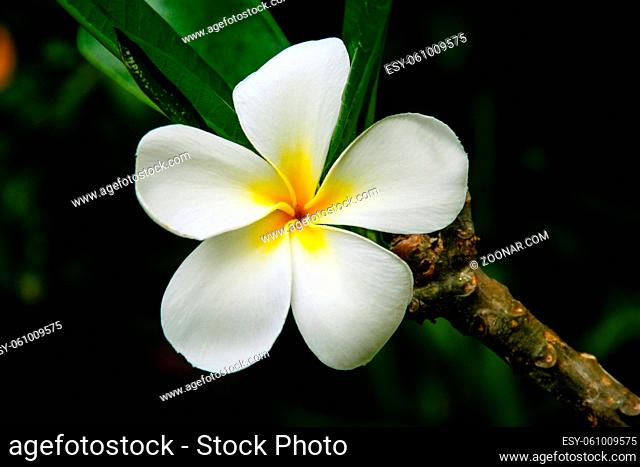 White plumeria flower on a tree