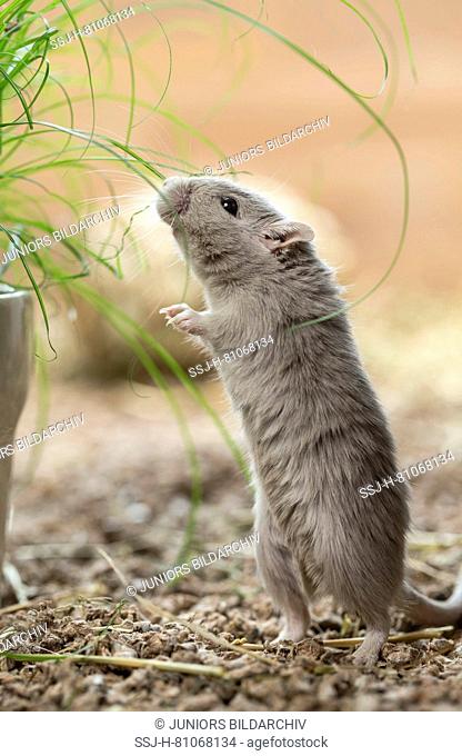 Domesticated Gerbil (Meriones unguiculatus). Adult next to cat grass. Germany