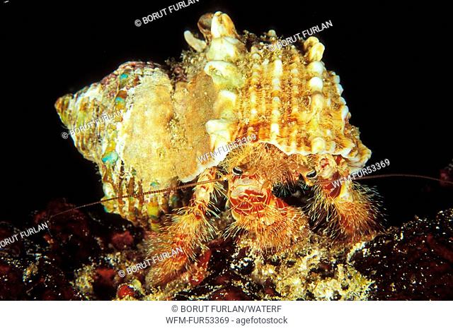 Big Hermit Crab, Aniculus maximus, Ari Atoll, Indian Ocean, Maldives