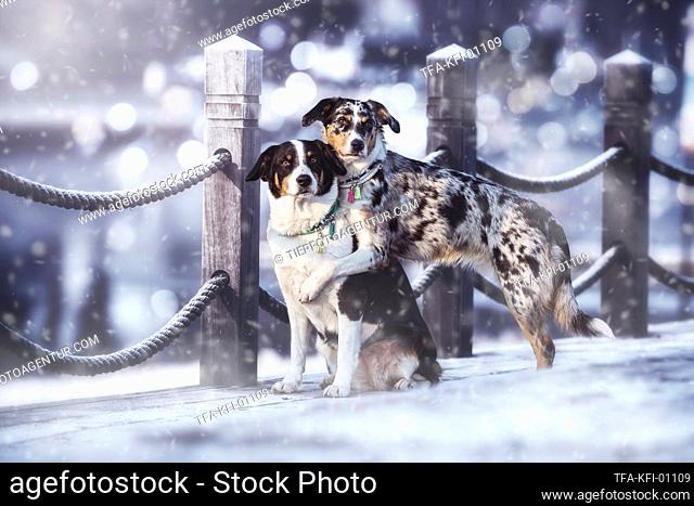 2 Appenzell-Mountain-Dog-Mongrels
