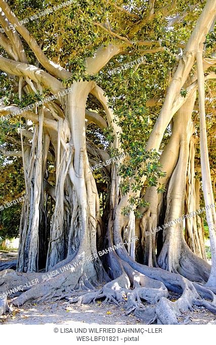 Italy, Sicily, Palermo, Giardino Garibaldi, old fig tree, Ficus magnolioides