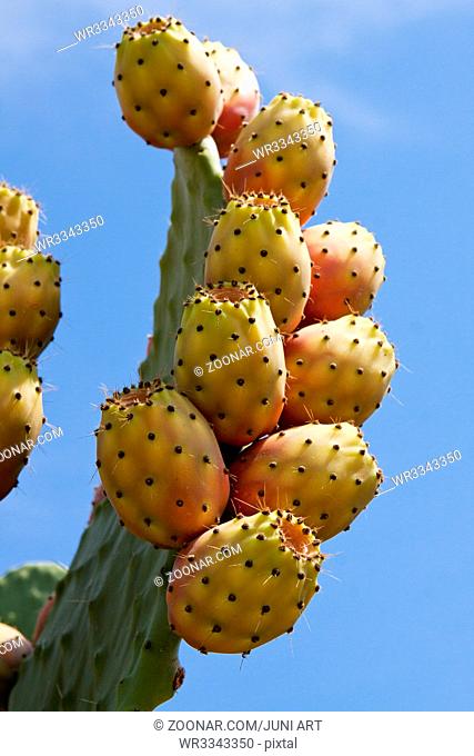 frische leckere Kaktusfeigen am Kaktusblatt mit blauem himmel im freien im Sommer