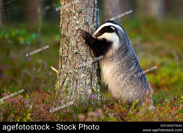 Fluffy european badger, meles meles, sniffing trunk of coniferous tree with nose. Wild mammal with black and white stripes on head standing on rear legs and...