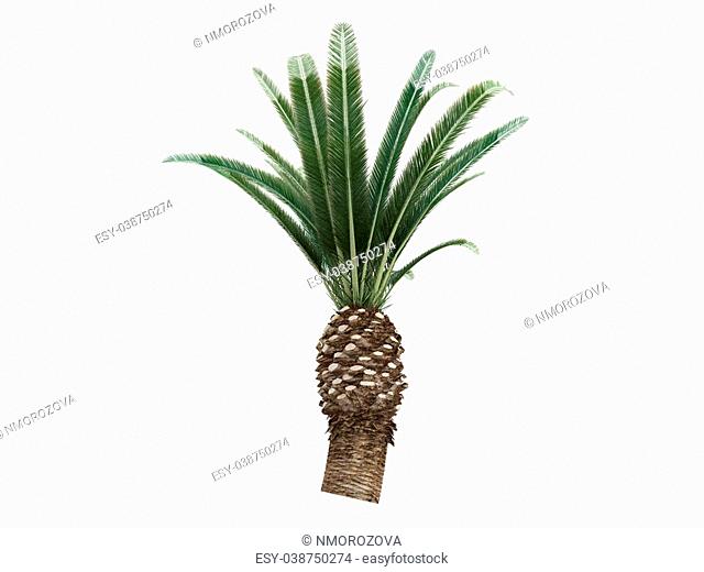 Date Palm or latin Phoenix canariensis isolated on white background