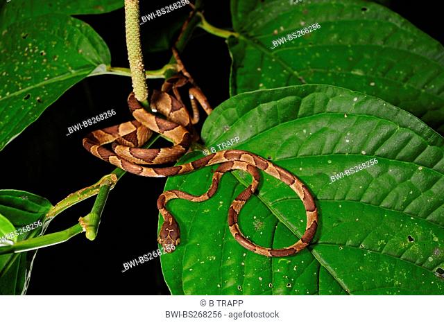 blunt-headed tree snake, Mapepire Corde Violon, Blunthead Tree Snake Imantodes cenchoa, lurking on a leaf, Honduras, La Mosquitia, Las Marias
