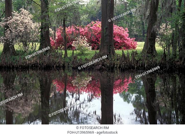 garden, Natchez, MS, Mississippi, Cypress trees, azaleas and pond in the gardens at Melrose Estate at Natchez National Historical Park