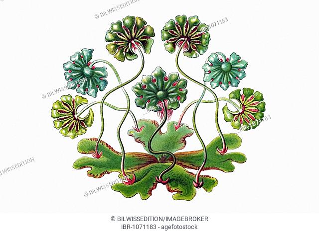 Historical illustration, Hepatics, Liverworts, Marchantia nitida, female plants, Plate 82 from Ernst Haeckel's Kunstformen der Natur, Art Forms of Nature