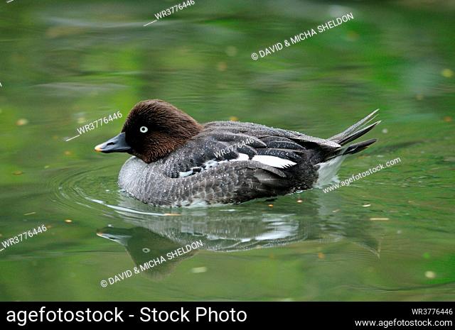 Blue-winged Teal (Anas discors) on water, Zoo Augsburg, Germany