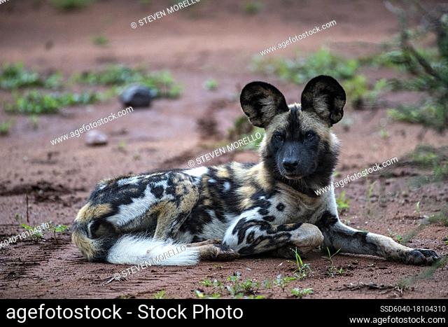 African Wild Dog (Lycaon pictus) lying down