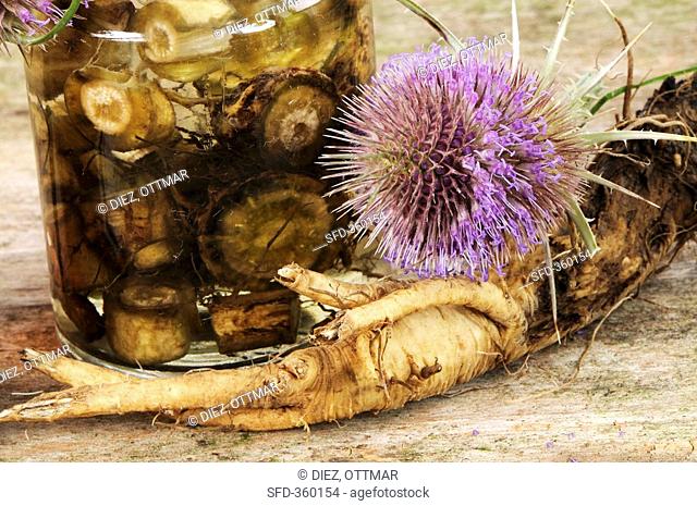 Common or Fuller's teasel - tincture