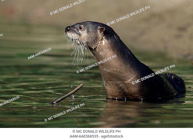 River Otter (Lutra canadensis) Montana