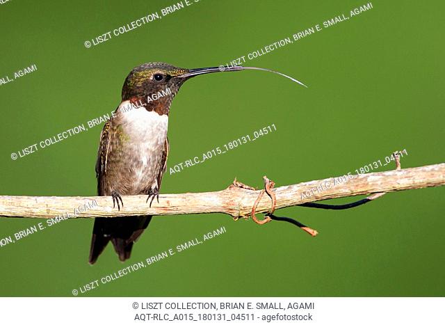 Ruby-throated Hummingbird, Archilochus colub, Archilochus colubris