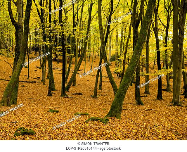 England, Hampshire, Fritham. Autumnal colours on display in Eyeworth Wood in the New Forest