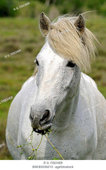 Camargue horse (Equus przewalskii f. caballus), with wavy mane, France, Camargue