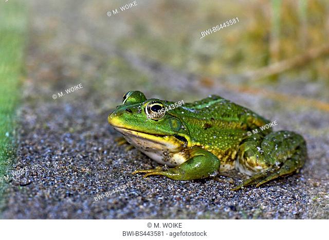 European edible frog, common edible frog (Rana kl. esculenta, Rana esculenta, Pelophylax esculentus), sitting on wet sand, side view, Bulgaria, Kap Kaliakra