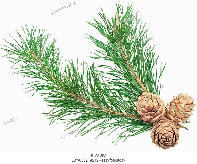 siberian pine cones