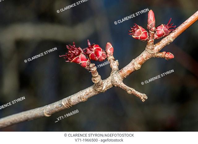 Female Red Maple Flowers Acer rubrum in Corolla, NC, USA