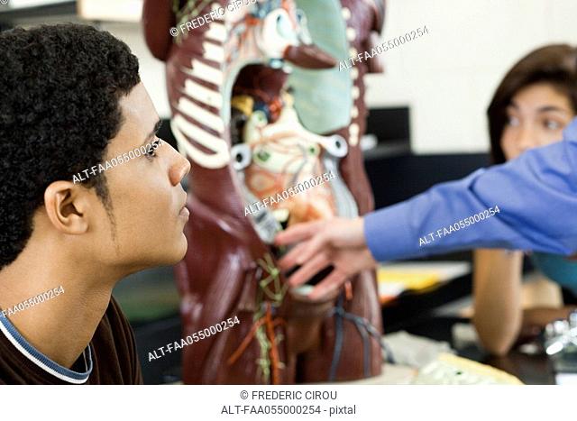 High school student learning anatomy