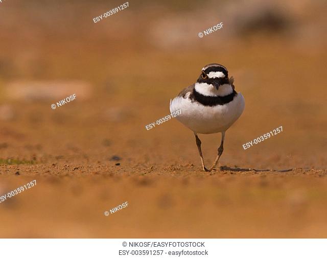 Little ringed Plover Charadrius walking  Athens, Greece