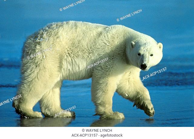 Polar bear Ursus maritimus, western Hudson bay, Arctic Canada