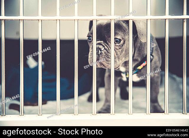 dog in a cage in a shelter waiting for adoption