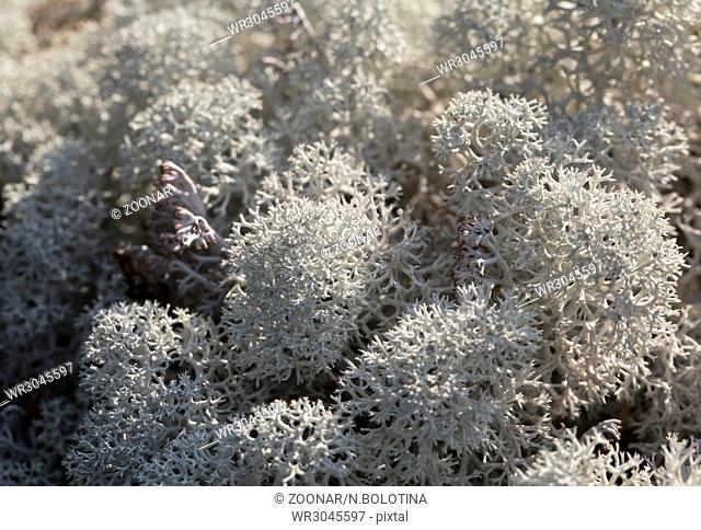 Reindeer lichen, close-up