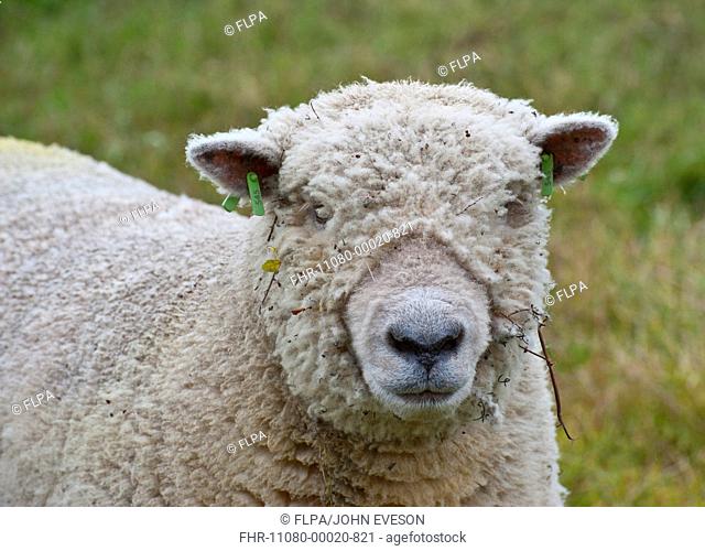 Domestic Sheep, Southdown shearling ram, close-up of head, with ear tags, Diss, Norfolk, England, august