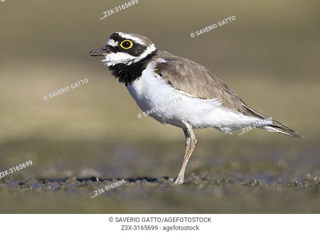 Little Ringed Plover (Charadrius dubius), adult standing on the ground