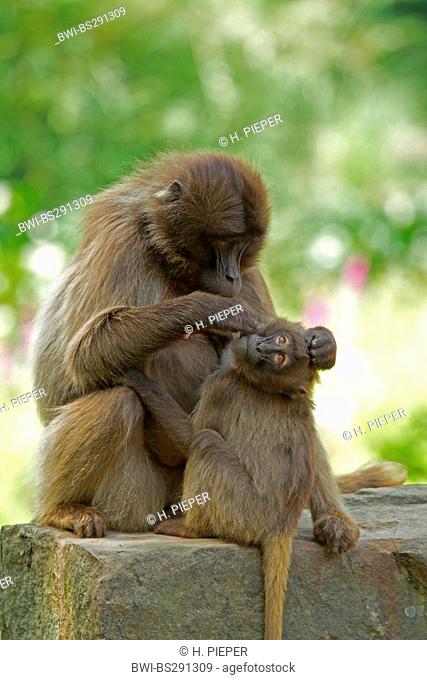 gelada, gelada baboons (Theropithecus gelada), mother delousing pup