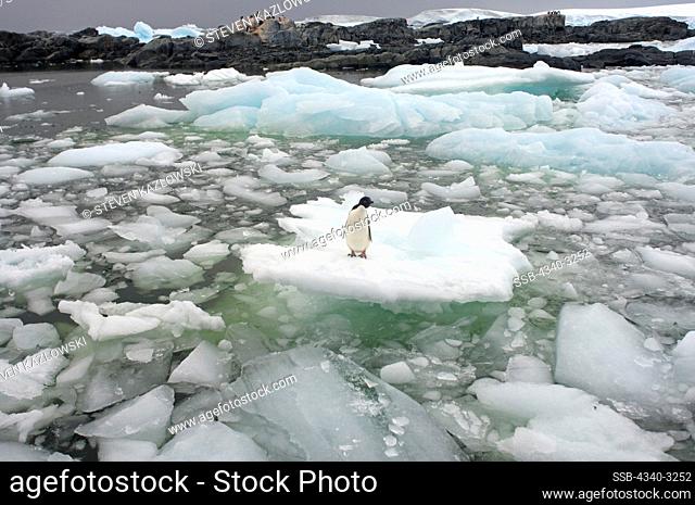 Antarctica, Antarctic Peninsula, Adelie penguin (Pygoscelis Adeliae), adult on glacial ice on Southern Ocean