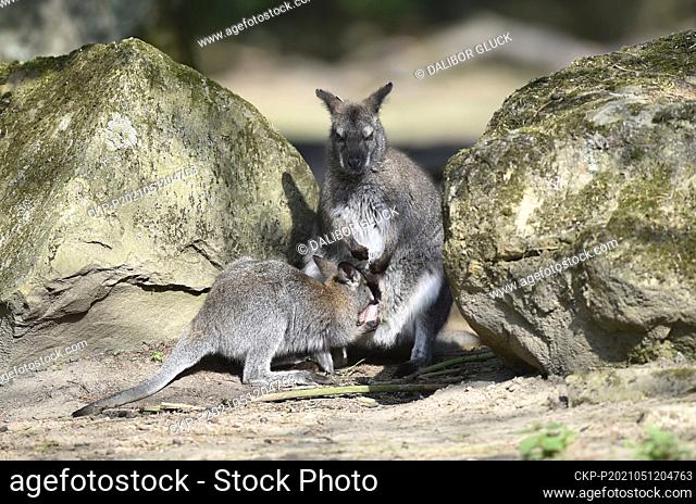 The Zlin Zoo presented eleven young of red-necked wallabies which were born at the zoo this year. Ten has a typical dark brown color, one young is white