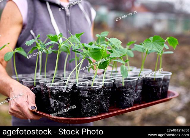 Woman holding box with seedlings of cucumb vegetables, working on farm, Work in the garden in spring, home gardering, eco