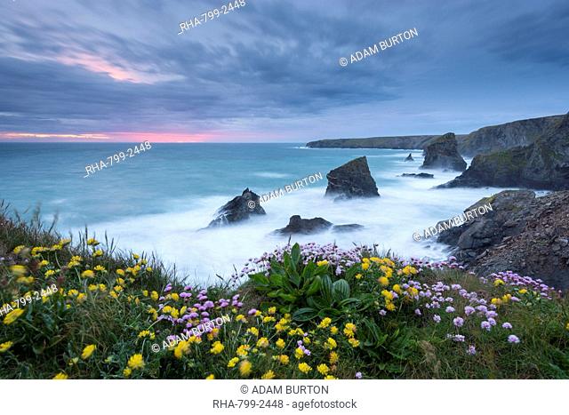Wildflowers growing on the clifftops above Bedruthan Steps on a stormy evening, Cornwall, England, United Kingdom, Europe