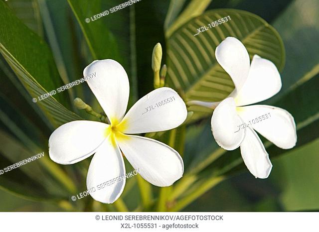 White frangipani flowers  Scientific name: Plumeria obtusa  Langkawi island, Malaysia