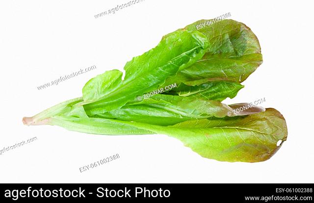 twig of fresh green Romaine lettuce isolated on white background