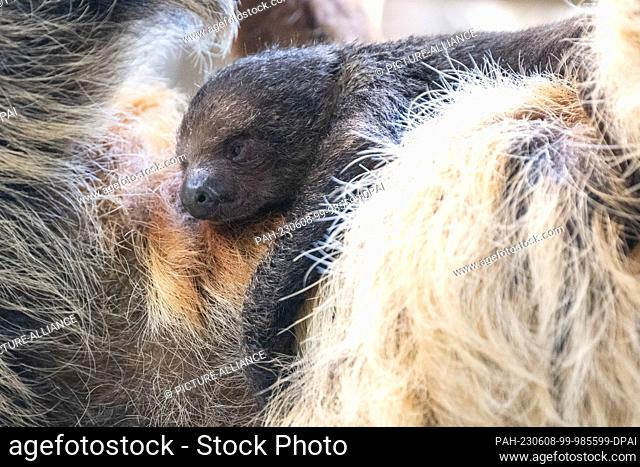 08 June 2023, Saxony, Dresden: A young sloth lies on the belly of female sloth Marlies in the Prof. Brandes House at Dresden Zoo