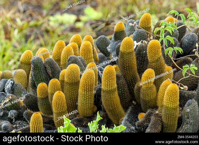Lava cacti (Brachycereus nesioticus) on Genovesa Island (Tower Island) in the Galapagos Islands, Ecuador