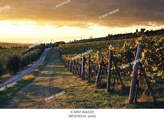 Road Through Vineyard