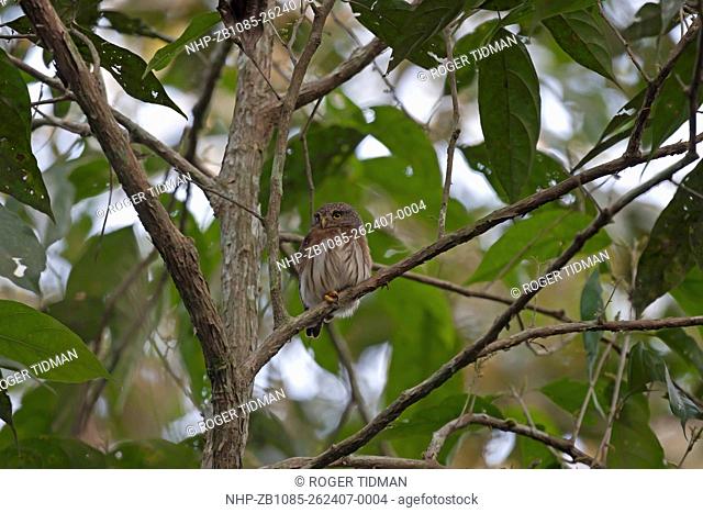 Amazonian Pygmy Owl, Glaucidium hardyi, perched on small branch, Peru